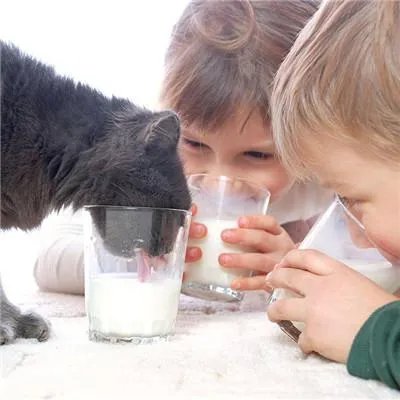 哪些动物有狂犬病毒?