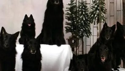 西帕凯犬是什么犬种 西帕凯犬多少钱