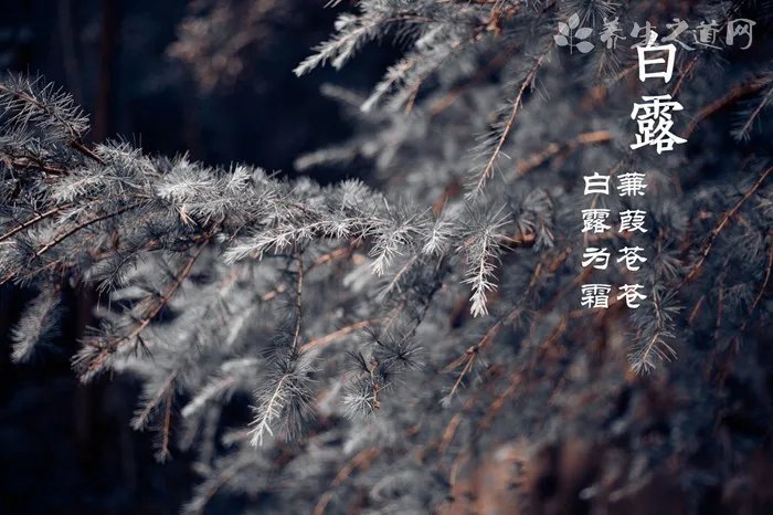 白露节气吃什么好 白露节气如何养生