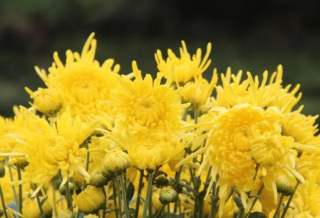 被称为杏月的月份是 杏月是指几月份