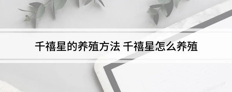 千禧星的养殖方法 千禧星怎么养殖