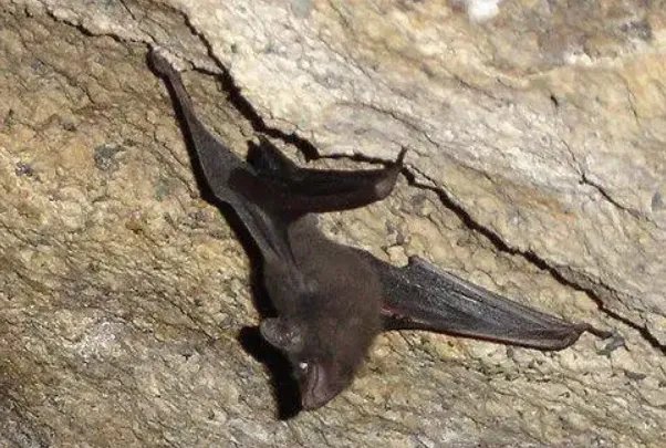 世界上十大濒危动物名单，双峰驼排第四，第七是活化石