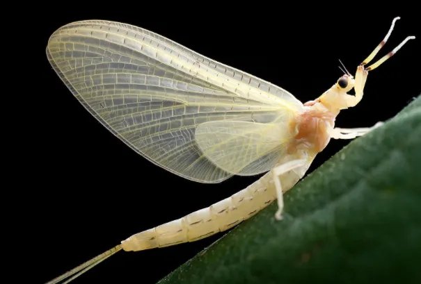 蜉蝣：蜉蝣目昆虫的统称(具有朝生暮死的特性)