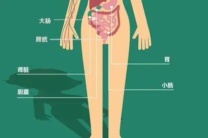 女性身体结构图五脏六腑肾的位置