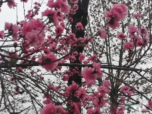 何炅为什么被全网封主要原因 他的负面评价越来越多