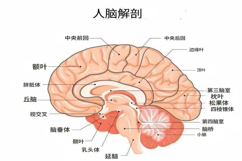 大脑解剖图谱
