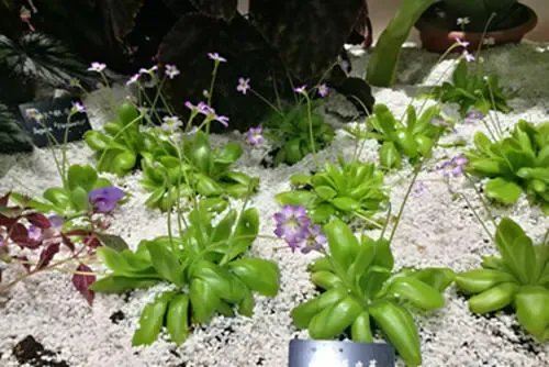 重庆发现了吃虫植物，这种植物会吃哪些虫子？