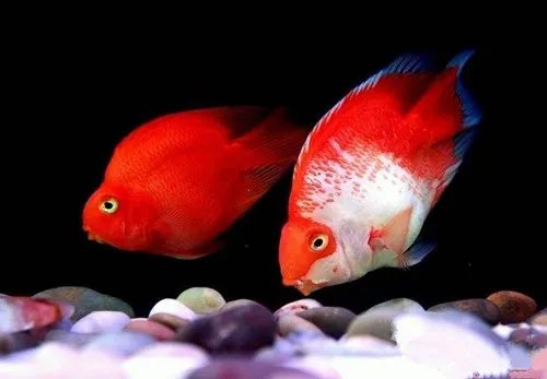 鹦鹉鱼水温控制在多少好 怎样才能将鹦鹉鱼喂养好
