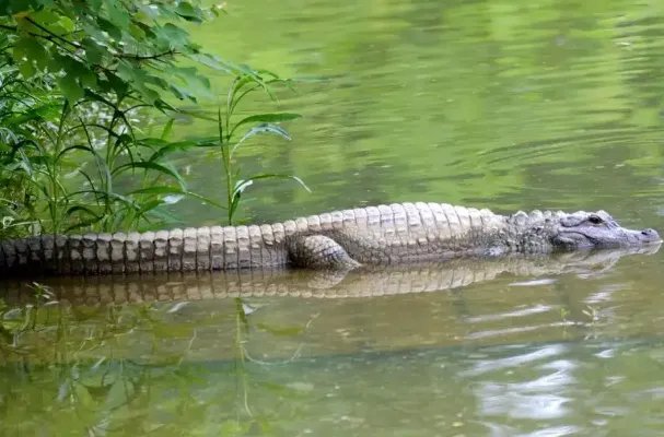 世界上十大濒危动物名单，双峰驼排第四，第七是活化石