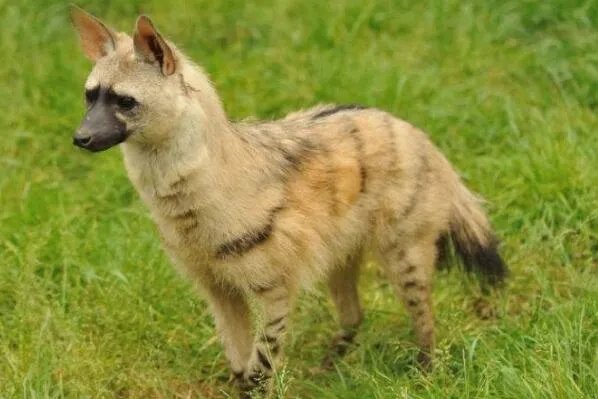 十大生命力最强的动物排行 骆驼上榜,第一在真空状态下也能生存