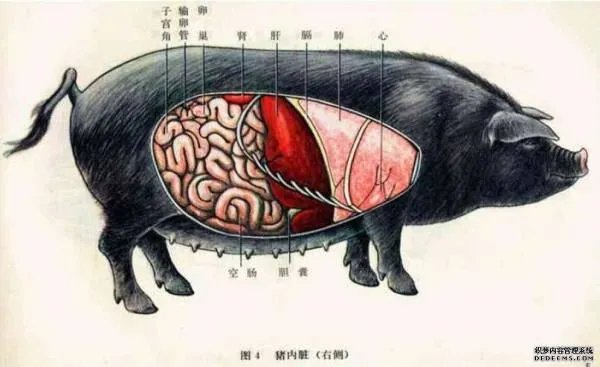 猪的生理结构解剖图