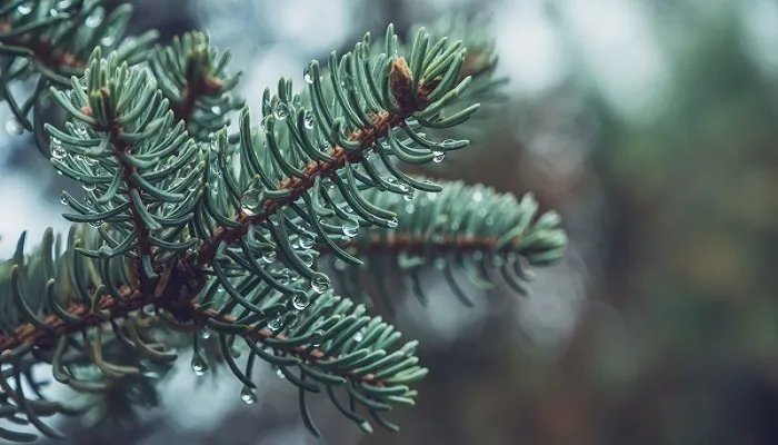 岁不寒无以知松柏出自哪里 岁不寒无以知松柏什么意思