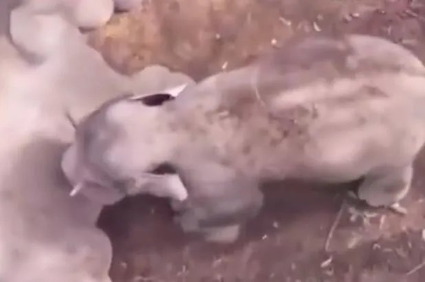 ​贪玩小象不想午休撒娇耍赖是怎么回事 贪玩小象不想午休撒娇耍赖具体情况