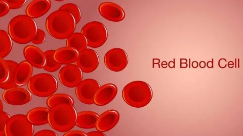 ab型和o型生的孩子是什么血型