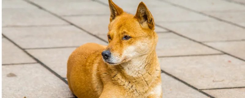 贝生吉犬喂养技巧指南 贝生吉犬不适合吃的食物
