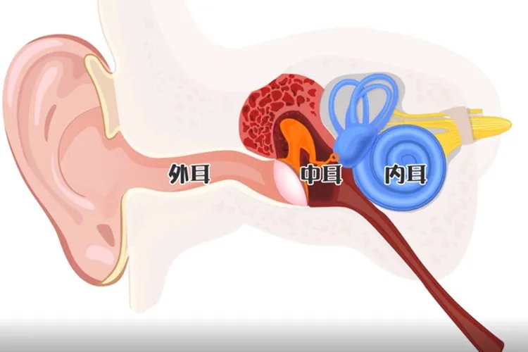 耳朵部位图解大全