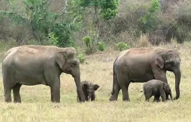 云南大象北迁究竟是何原因?