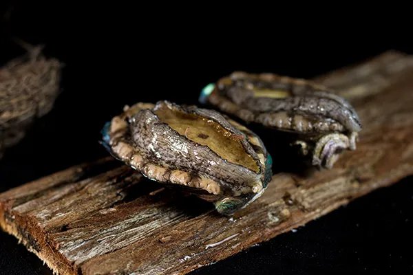 吃鲍鱼的功效与作用