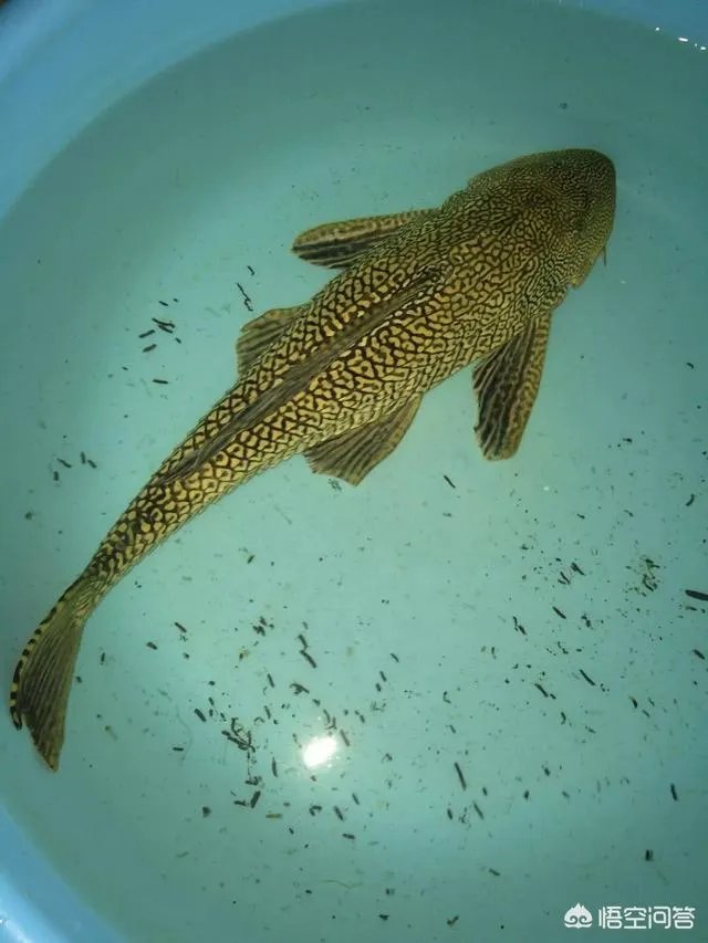 如何防治外来生物入侵？