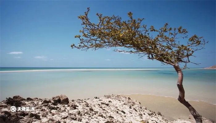 也门属于哪个洲