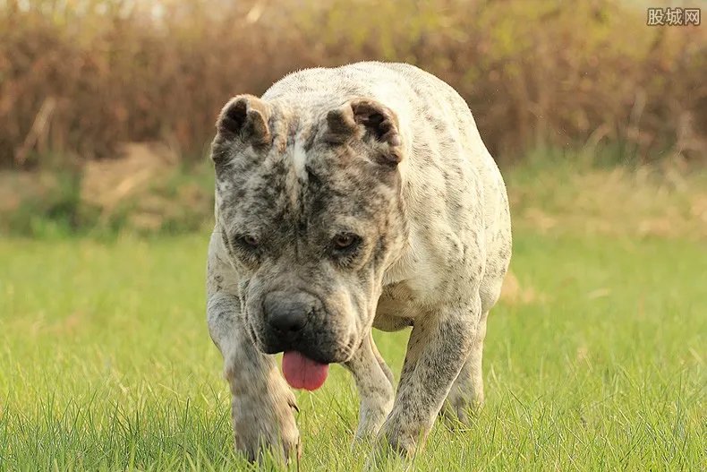 保安毒死小区11只宠物狗获刑3年 罚太重了？