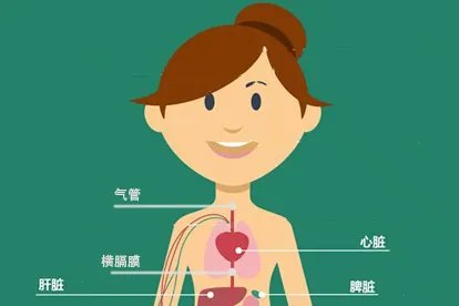 女性身体结构图五脏六腑肾的位置