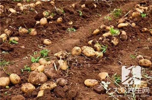  马铃薯发芽后还能吃吗