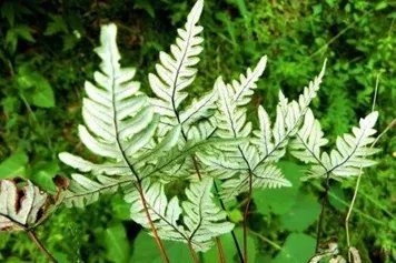 银粉背蕨的功效与作用