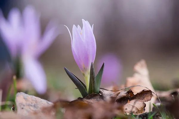 雪莲花的作用与功效