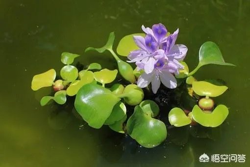 如何防治外来生物入侵？