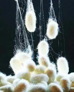 我国三大蚕丝产地是?