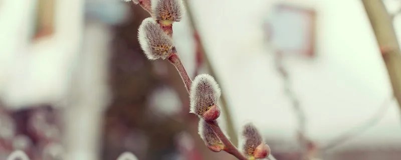 柳絮什么时候开始飘