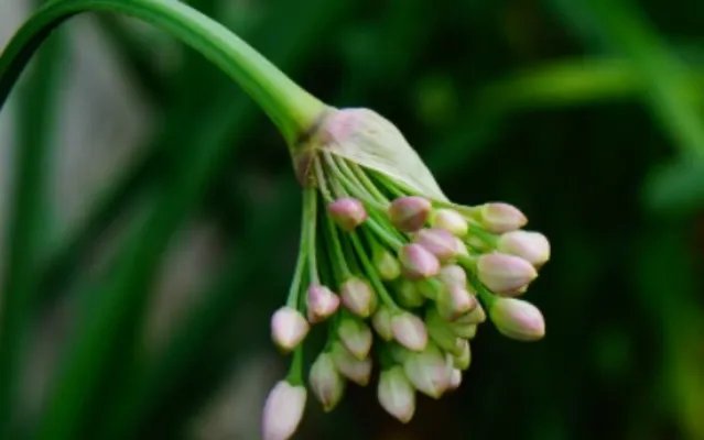 山韭的生长习性是什么？有哪些药用价值？