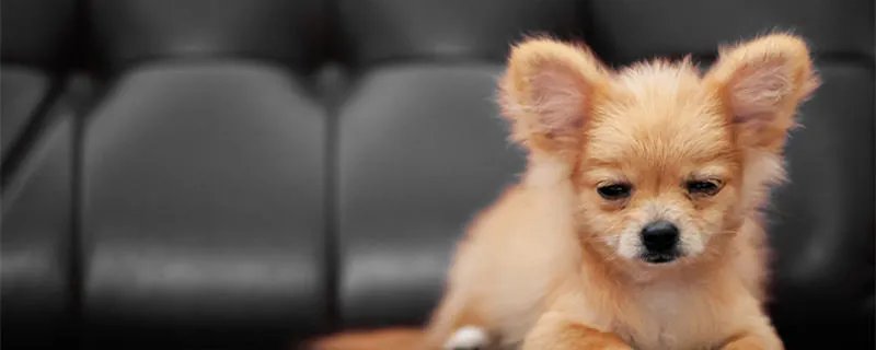 吉娃娃有几种性格特征 养吉娃娃应注意哪些事项