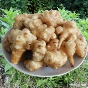 如何防治外来生物入侵？