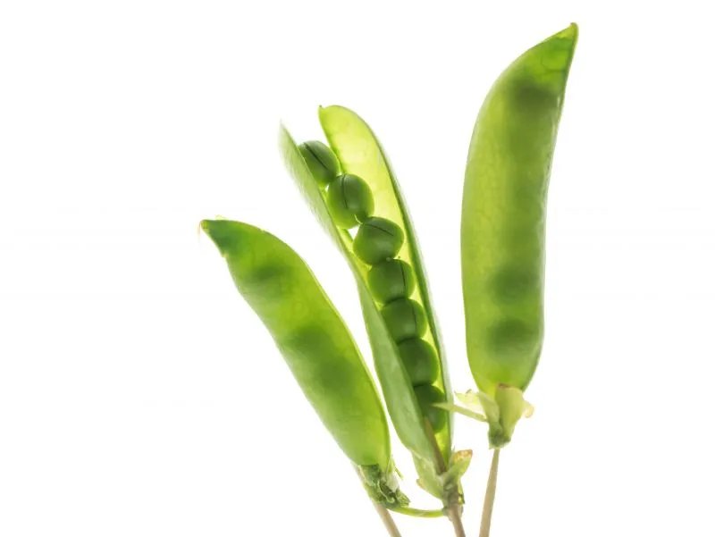 荷兰豆的营养价值