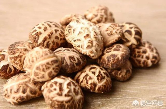 如何对秋菇、春菇和花菇进行管理？