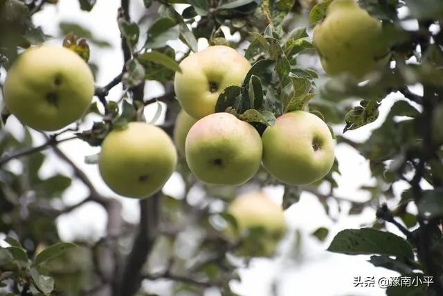今日芒种，农村种植的果树近期的管理要点有哪些？