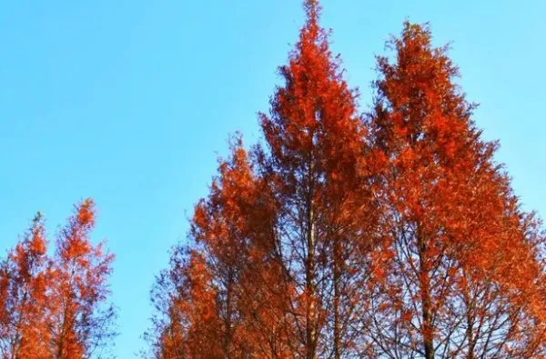 哪种树被称为活化石