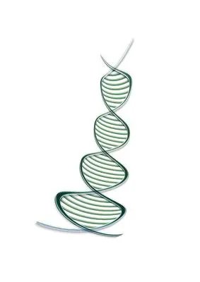 秃顶遗传 分析秃顶遗传的原因