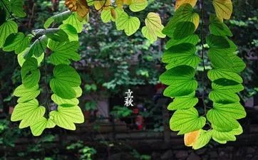 1926年属什么生肖几岁 1926年今年多少岁属什么