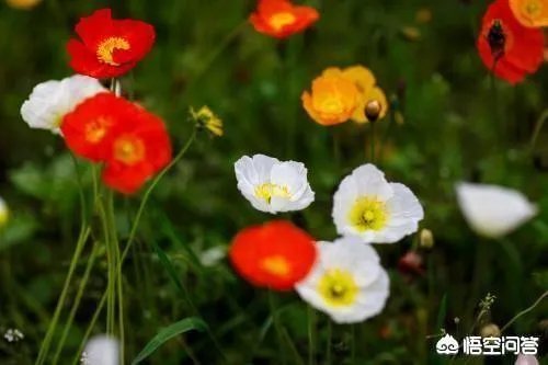 无本生意该怎么做？