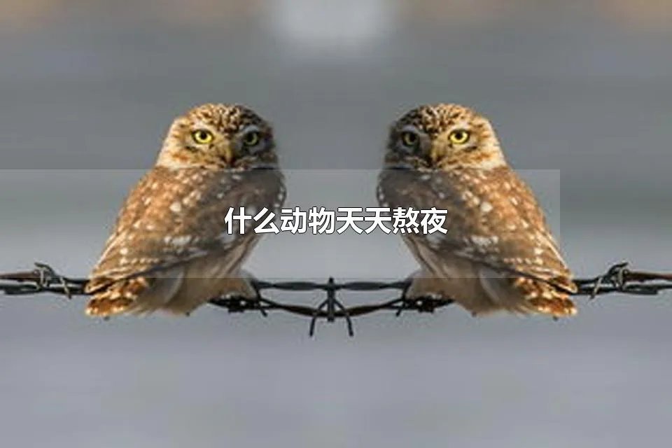 什么动物天天熬夜 什么动物晚上不睡觉