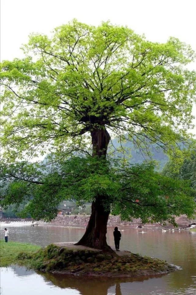 柳江古镇住宿哪家比较好？