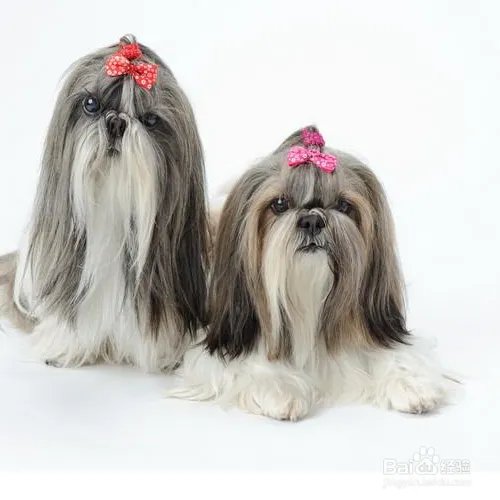 西施犬寿命有多长？