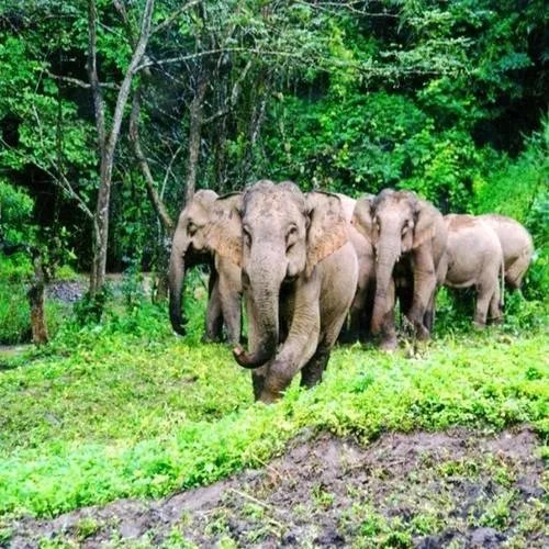 云南大象北迁究竟是何原因?