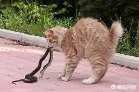 猫蛇大战蛇斗不过猫