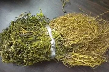 水灵芝的功效与作用