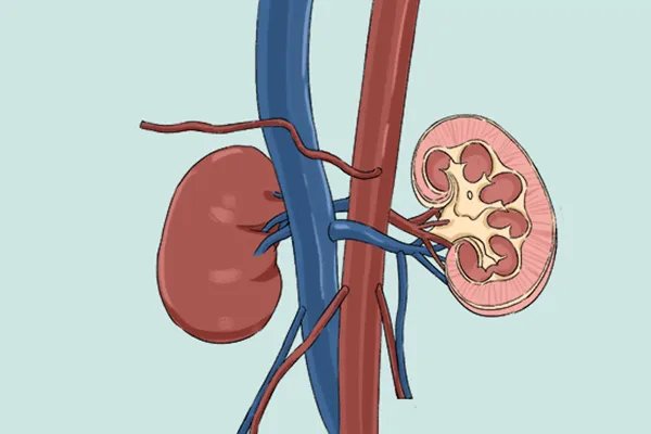 右归丸的作用和功效