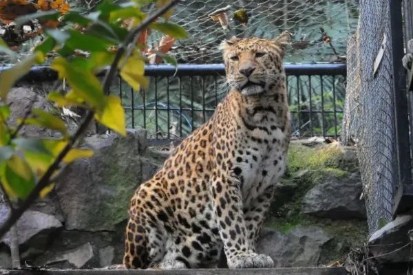 杭州金钱豹出逃案件宣判,都有哪些人获刑?